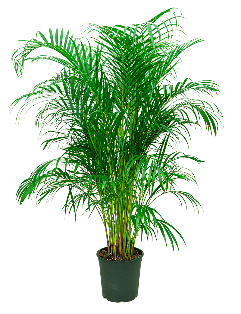 Verzorgingstips Areca Palm